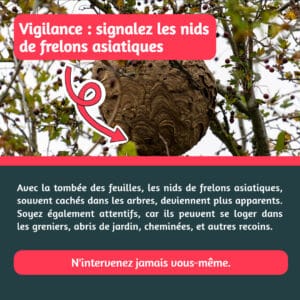 Alerte frelons asiatiques